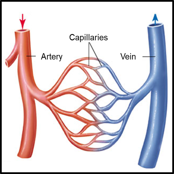 EXERCISE BLOOD FLOW REGULATION IN HEALTH &amp; DISEASE