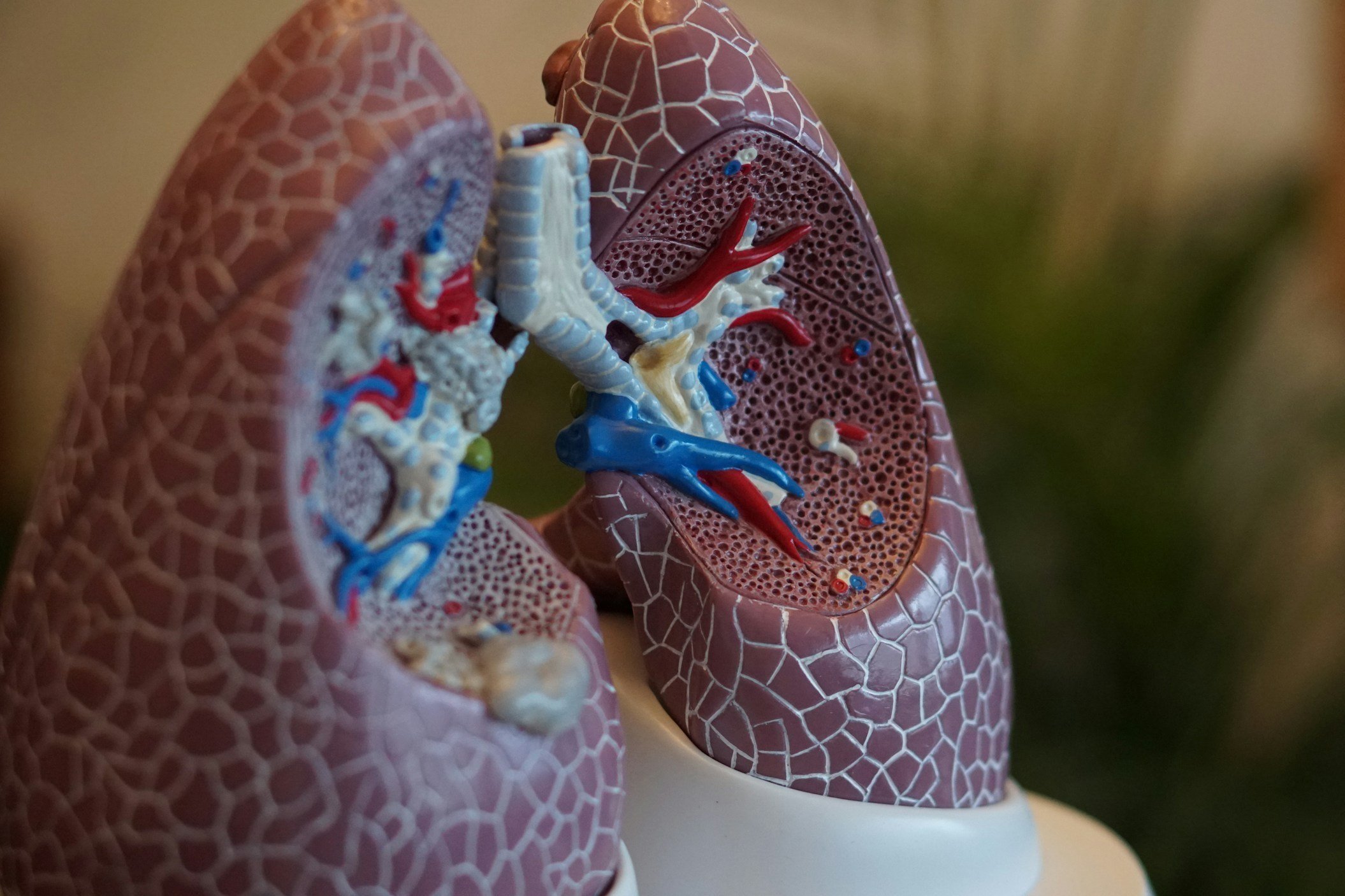 Lungs - respiratory health research at Florida State University Physiology Lab