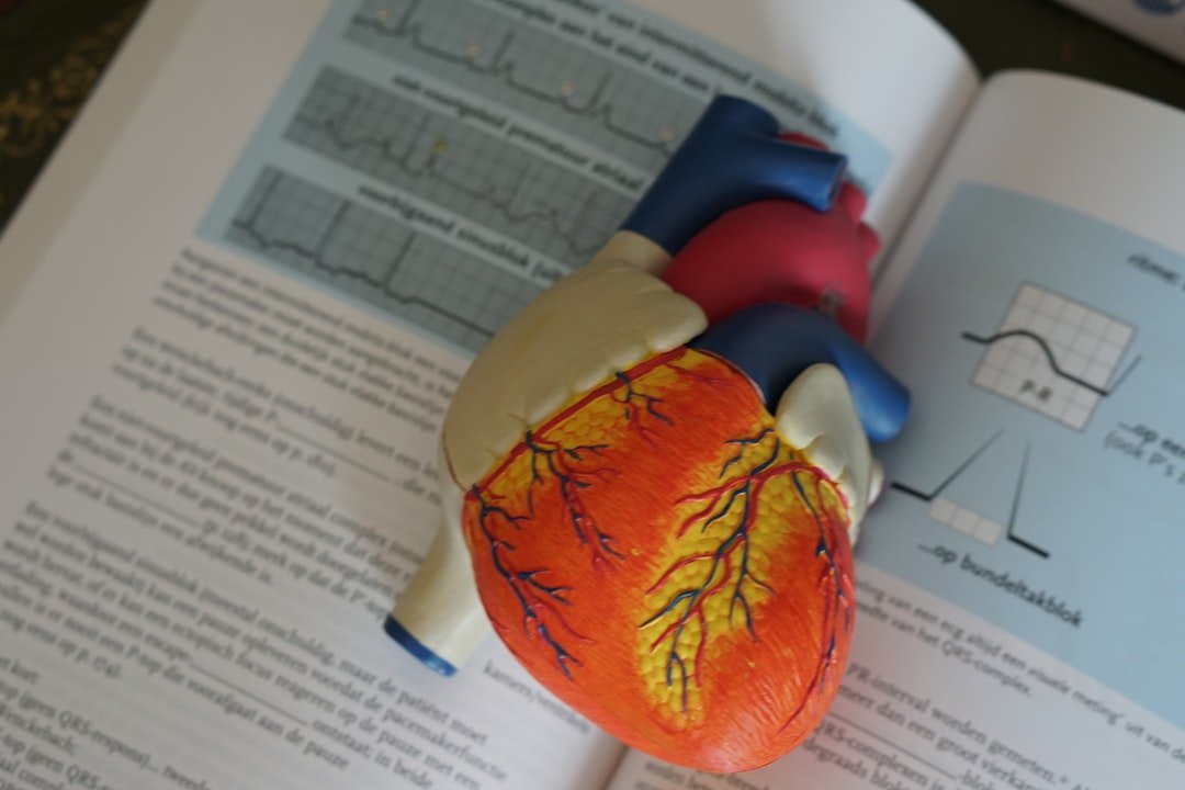 Anatomical heart illustration - Resting and reflex heart function research at Florida State University Cardiovascular Lab